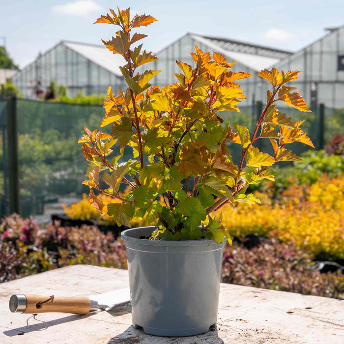Physocarpus 'Magic Ball'