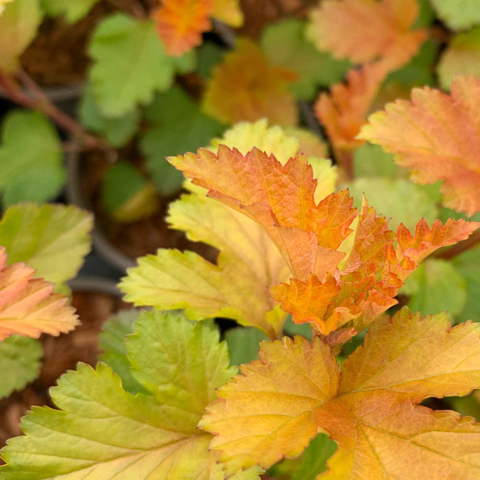 Physocarpus 'Magic Ball'
