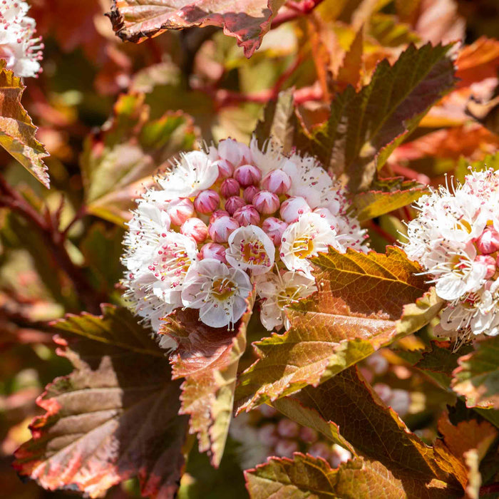 Physocarpus 'Magic Ball'