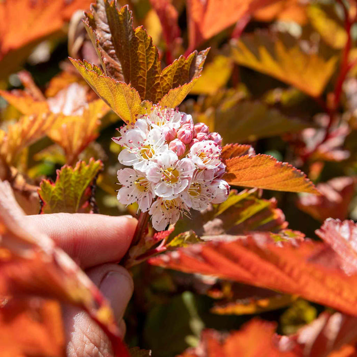 Physocarpus 'Magic Ball'