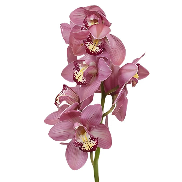 Pink Burgundy Lip Cymbidium Orchids