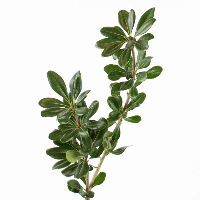Green Pittosporum Greenery Stem