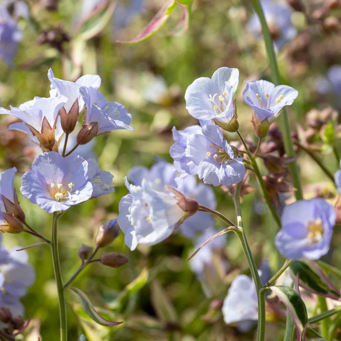 Polemonium 'Stairway to Heaven' in full bloom, displaying pale blue bell-shaped flowers above variegated green and cream foliage tinged with pink