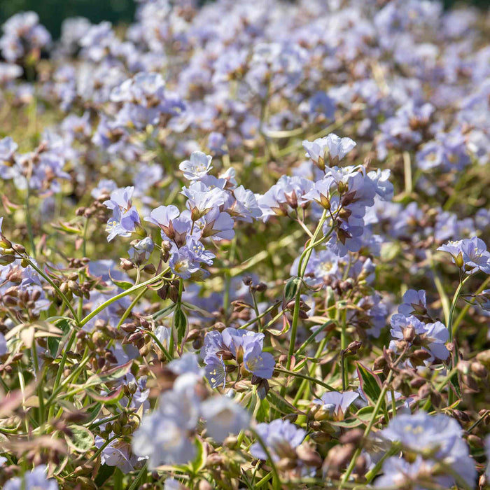 Close-up of Polemonium 'Stairway to Heaven' showcasing variegated leaves with creamy-white margins and pink hues in cool spring weather
