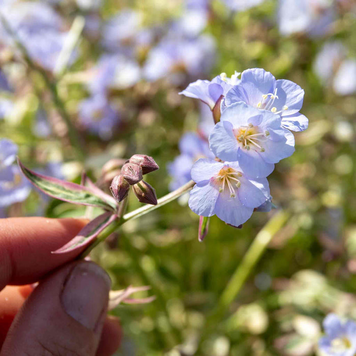 Hand holding Polemonium 'Stairway to Heaven' plant thriving in a shaded garden border, highlighting their ornamental foliage and delicate blue flowers