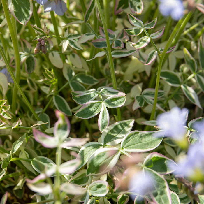 Top-down view of Polemonium 'Stairway to Heaven' revealing the intricate pattern of its variegated leaves and emerging flower buds