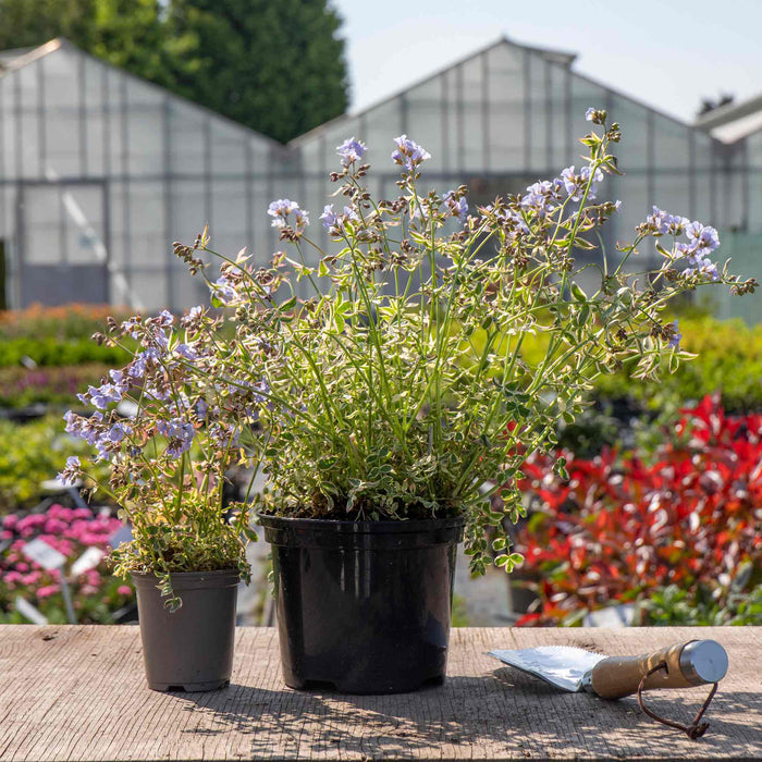 Polemonium 'Stairway to Heaven' in a pots as sold by Marshalls Garden