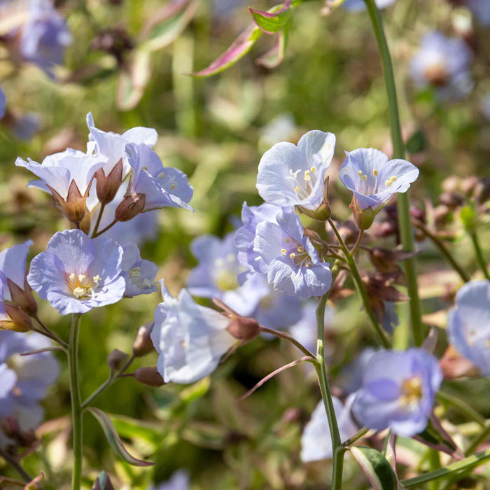 Close-up of Polemonium 'Stairway to Heaven' showing blue flowers in spring