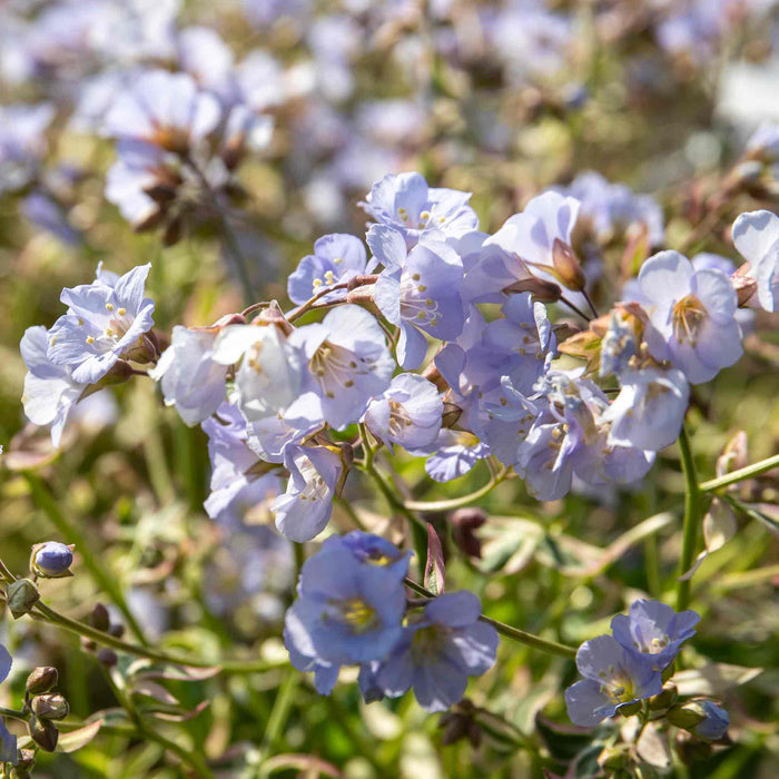 Polemonium 'Stairway to Heaven' in a cottage garden setting, with its soft blue flowers complementing surrounding greenery