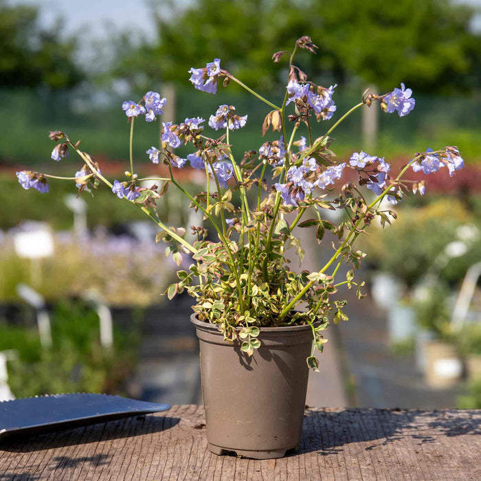 Polemonium 'Stairway to Heaven' in a taupe 9cm pot