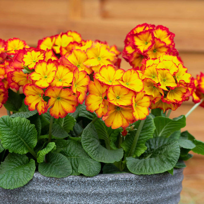 Fiery bright Polyanthus 'Showstopper Fire Dragon'  growing in stone pot.