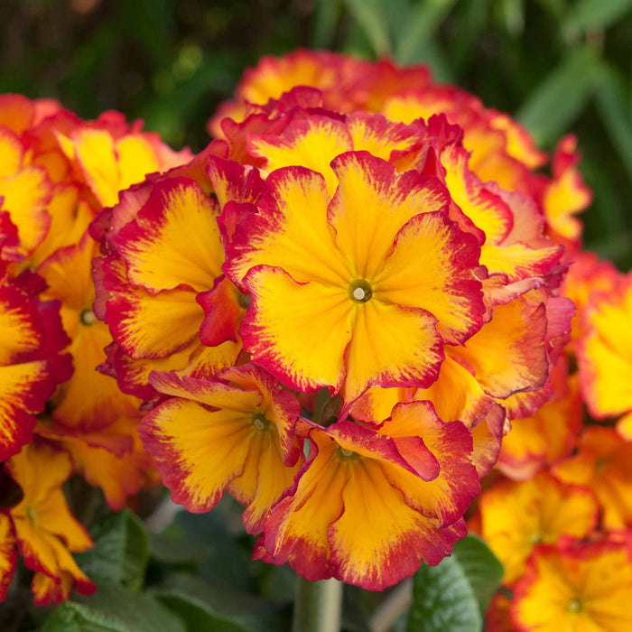 Close up of Polyanthus 'Showstopper Fire Dragon' showing golden orange/yellow petals edged with bright red.