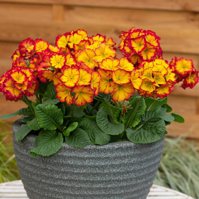Brightly coloured Polyanthus 'Showstopper Fire Dragon'  in a grey garden pot on a table.