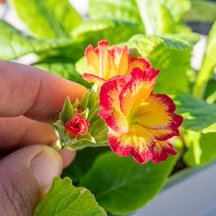 Close-up of a hand holding a red and yellow flower with green leaves in the background.