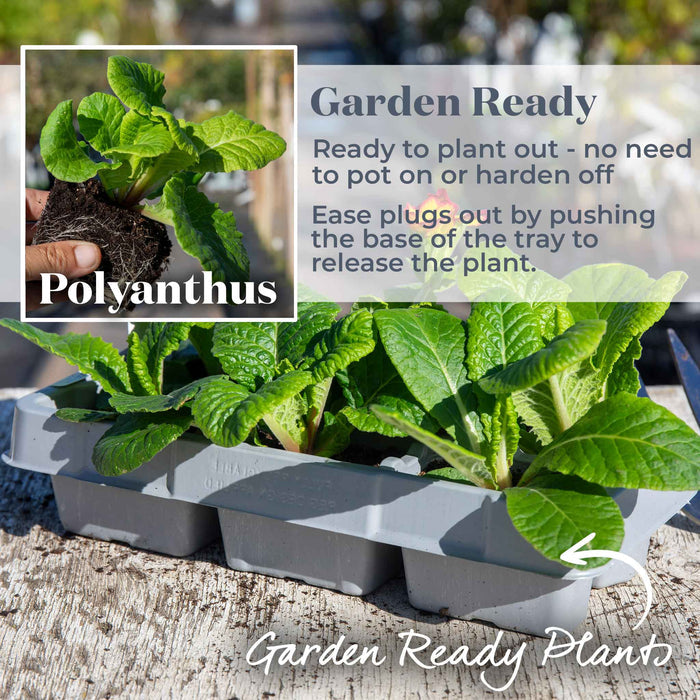 Gray plastic tray containing several green polyanthus plants, shown outdoors on a wooden surface with promotional text and a small inset photo of a hand holding a plant with its root ball.
