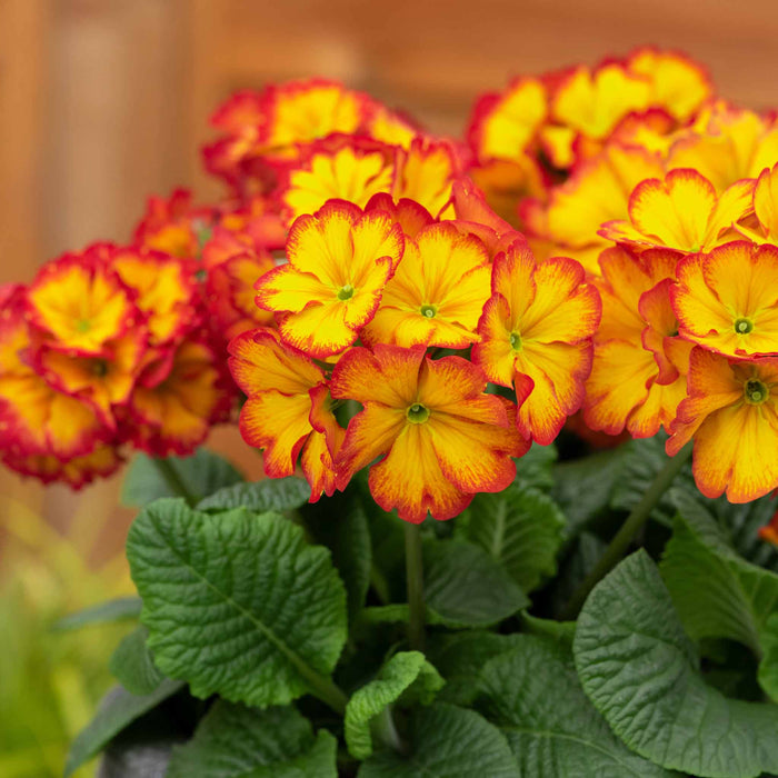 Close up of Polyanthus 'Showstopper Fire Dragon' in full bloom.