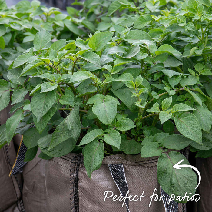 Potato Grow Sack