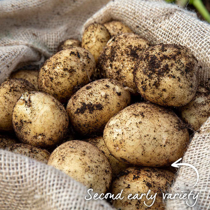 Pre-Chitted Albert Bartlett Seed Potato 'Vivaldi'