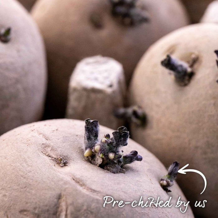 Pre-Chitted Albert Bartlett Seed Potato 'Vivaldi'