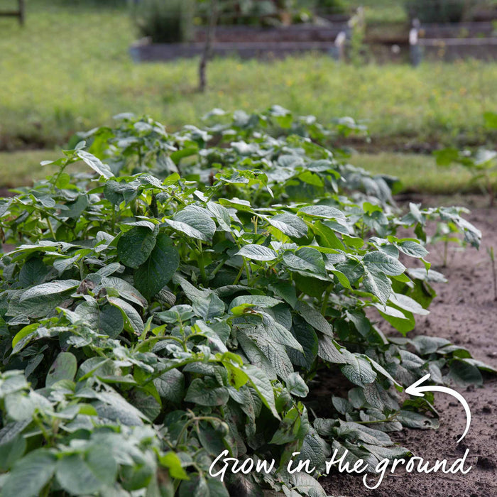 Pre-Chitted Albert Bartlett Seed Potato 'Vivaldi'