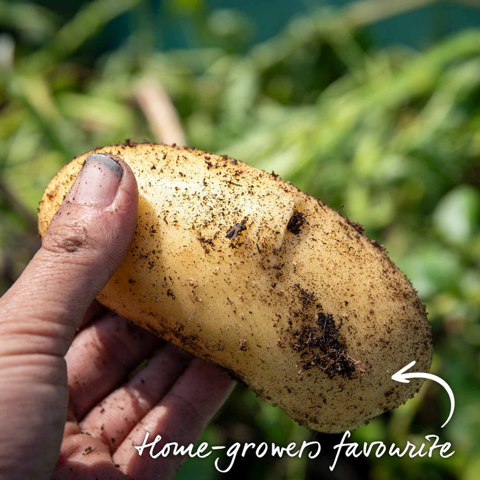 Hand holding freshly harvested home-growers favourite Potato 'Charlotte' with the green foliage in background.