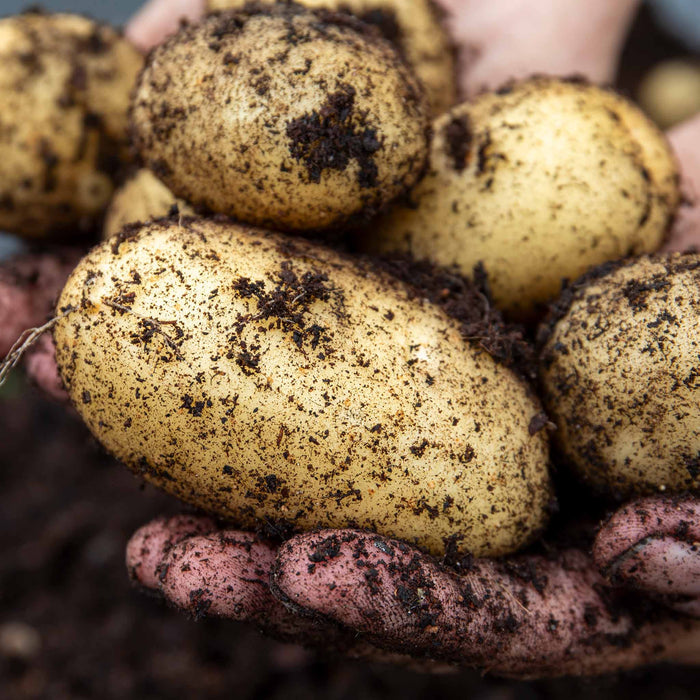 Hands holding freshly dug Maris Piper potatoes with soil still on them.