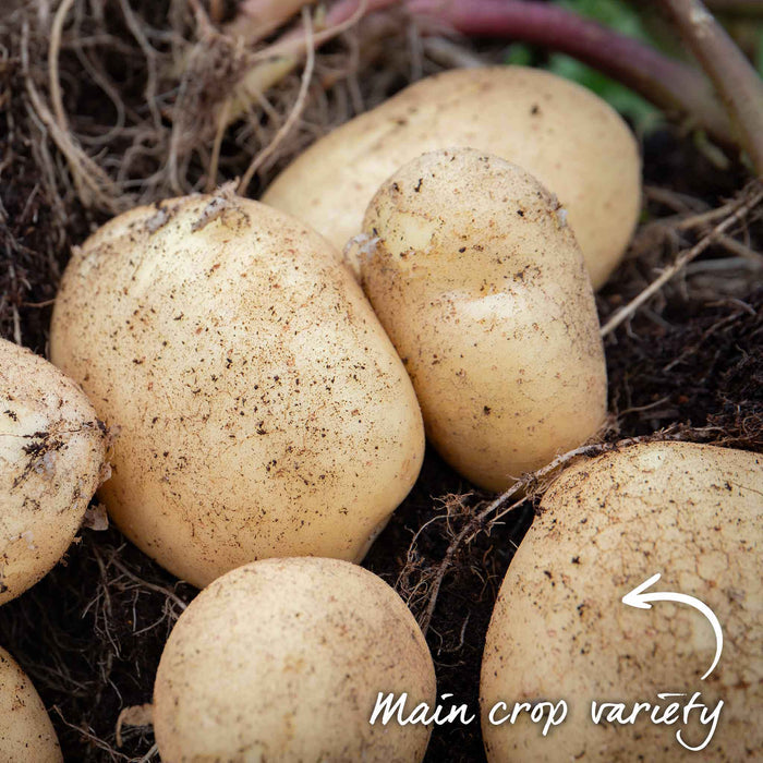 Pre-Chitted Seed Potato 'Maris Piper'