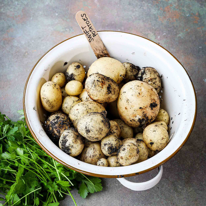 Pre-Chitted Seed Potato 'Swift'