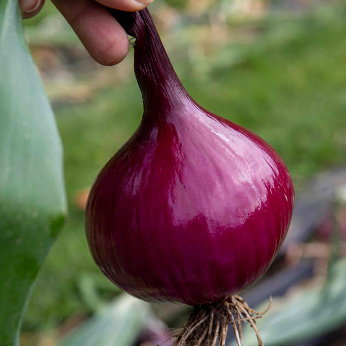 Pre-Rooted Onion 'Karmen'