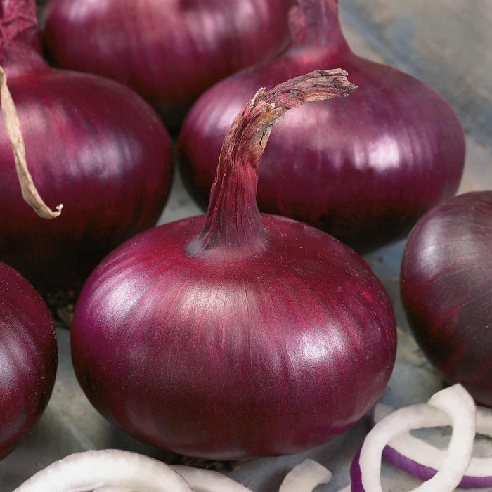 Onion 'Karmen' - 12 Pre-Rooted Sets
