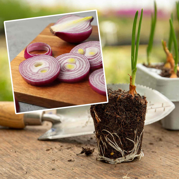 Pre-Rooted Onion 'Rosanna'
