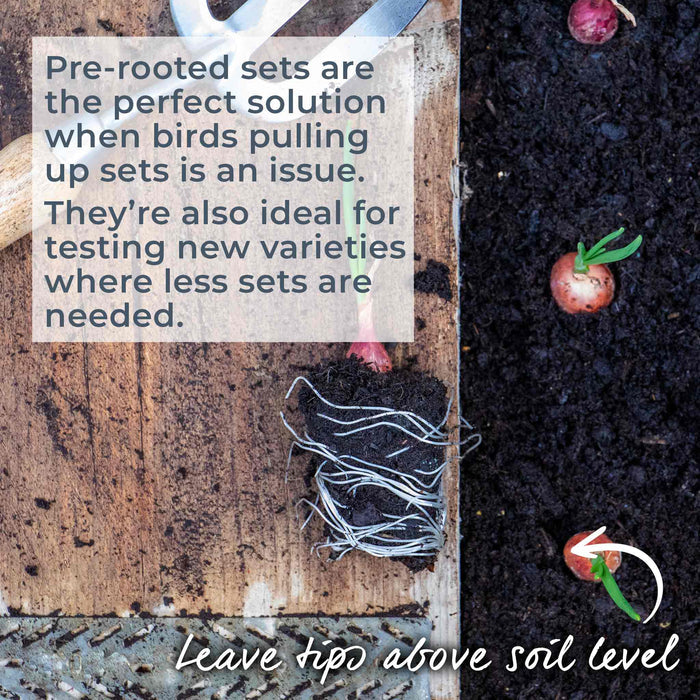 Pre-Rooted Onion 'Rosanna'