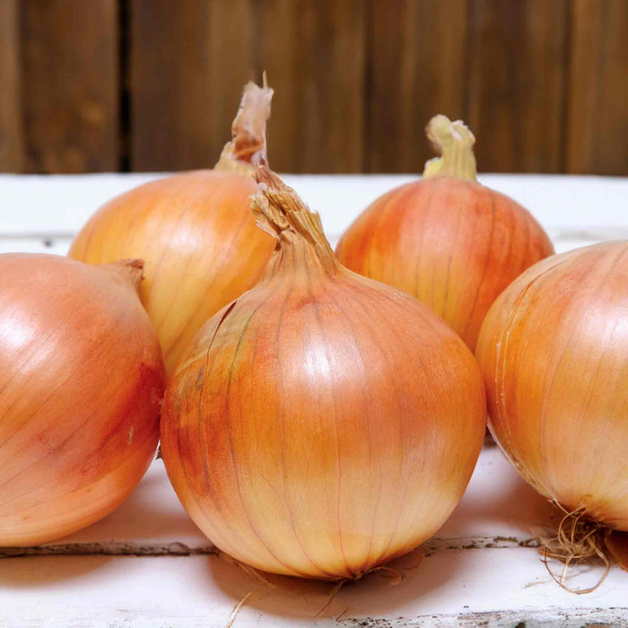 Fully grown and harvested onion variety Shakespeare on rustic table.