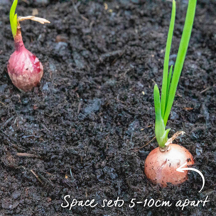 Pre-Rooted Onions Autumn 'Red and White' Mix
