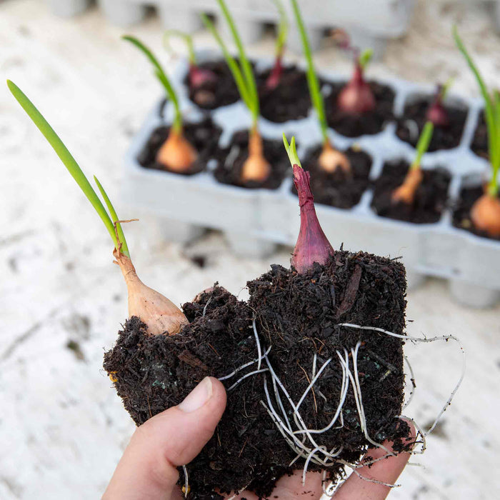 Pre-Rooted 'Red and Yellow' Mix