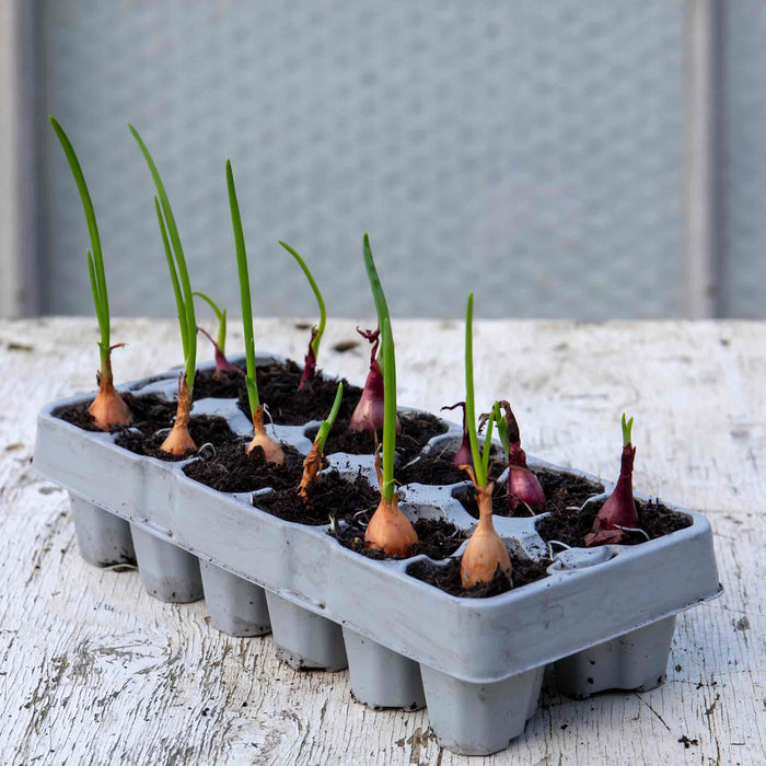 Pre-Rooted 'Red and Yellow' Mix