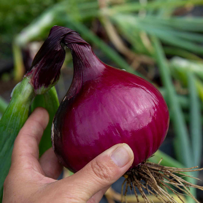 Pre-Rooted 'Red and Yellow' Mix