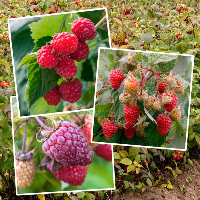 Primocane Raspberry Award Winning Collection