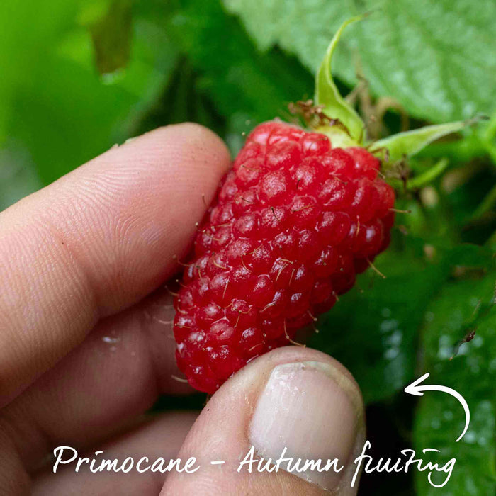 Primocane Raspberry Award Winning Collection