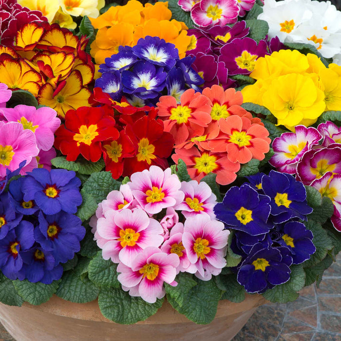 A close-up of a potted container filled with many bright primrose flowers in assorted colors, including yellow, pink, red, purple, orange, and white, with green leaves and a tan pot visible at the bottom.