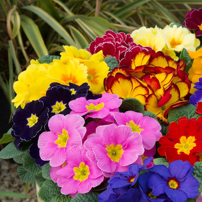 A dense cluster of colorful primrose flowers in shades of pink, yellow, red, purple, and dark blue, with green leaves and a blurred garden background.