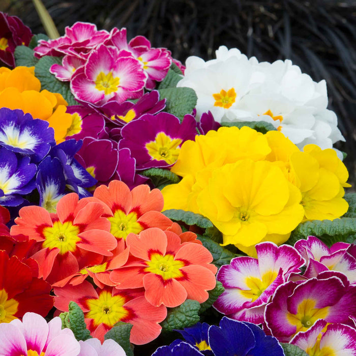 A close-up of mixed spring flowers, including bright yellow, white, pink, purple, orange, and blue blossoms with green leaves, photographed outdoors against a dark ground.