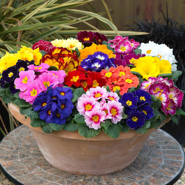 A large terracotta planter filled with a dense, colorful assortment of primrose flowers in shades of pink, yellow, red, purple, blue, and white, displayed on a stone-tiled outdoor table.