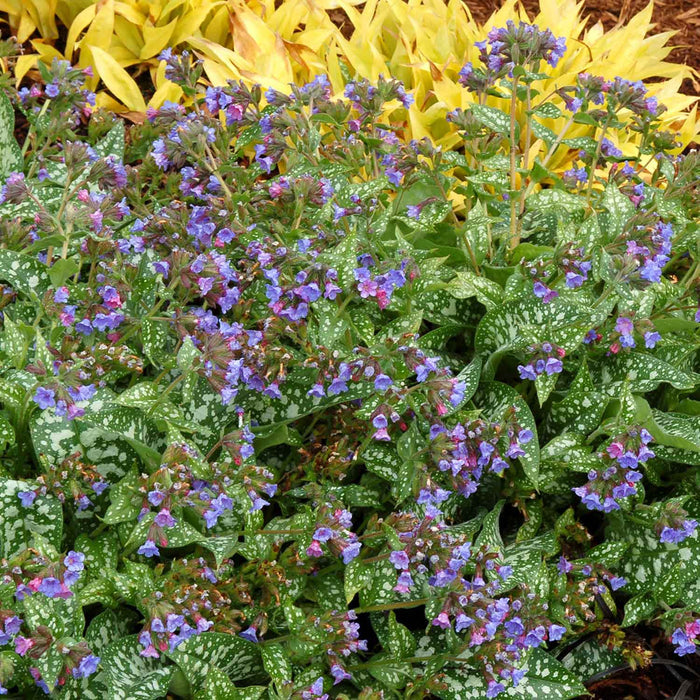 Pulmonaria 'Trevi Fountain'