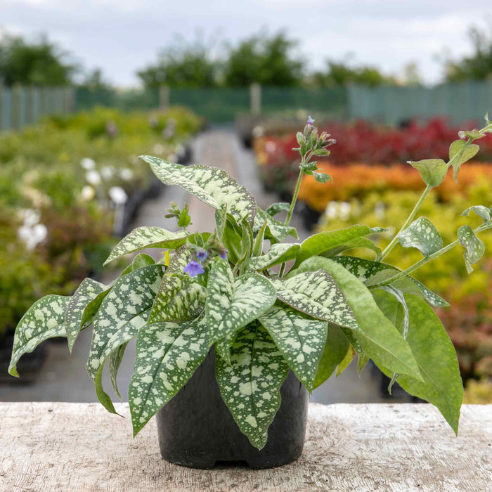 Pulmonaria 'Trevi Fountain'