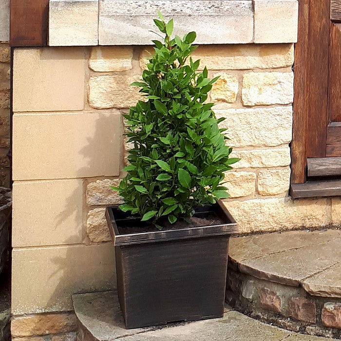 Pyramid Bay Tree with Planter