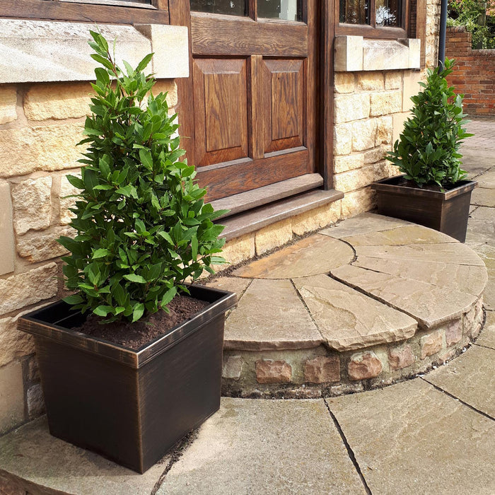 Pyramid Bay Tree with Planter