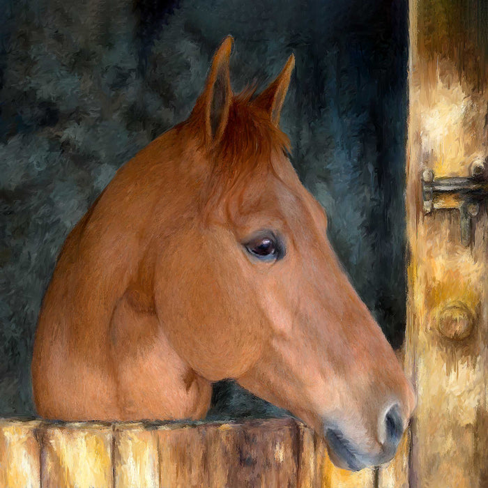 Quarter Horse Custom pet portrait, hand-painted and digital artwork by Enzie Shahmiri