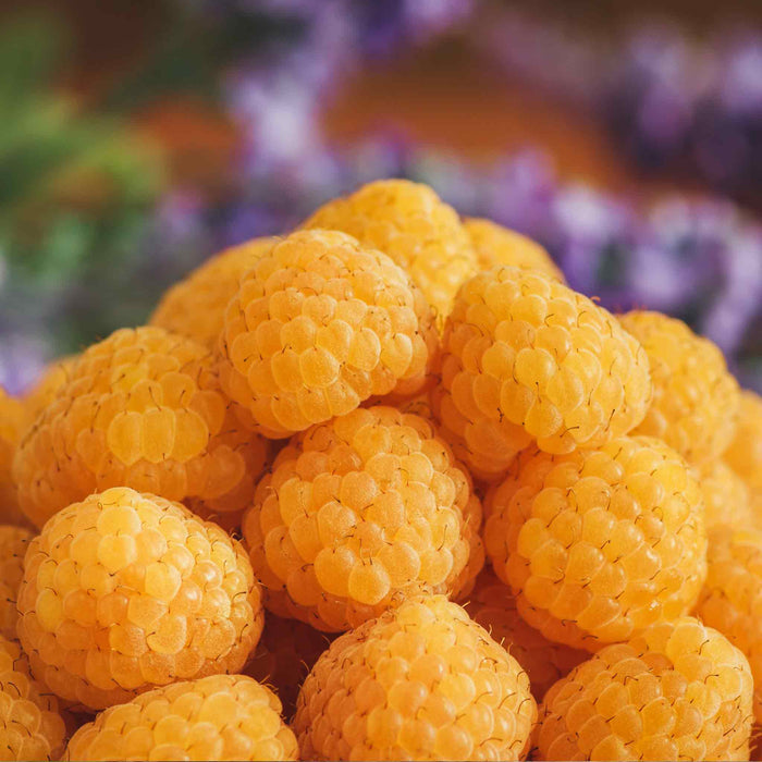 A close-up pile of bright golden-yellow ripe raspberries, with a soft blurred purple and green background.