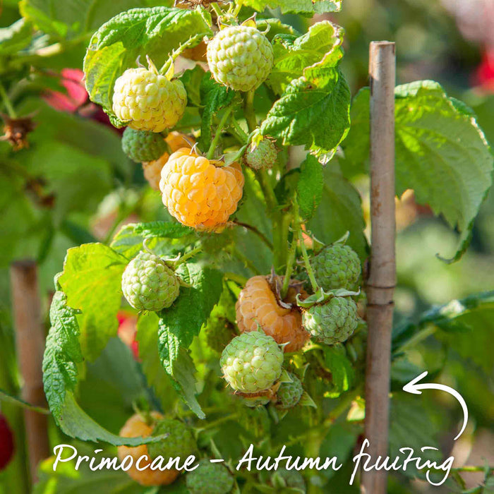 Raspberry 'All Gold'